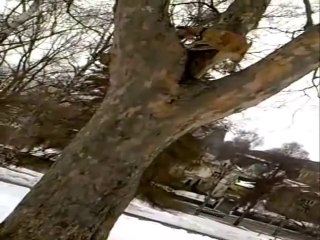 True-Blood Flies up a tree - الذباب الكلب