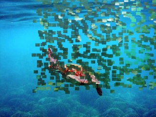 Similan Islands Tour