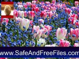 Download Spring Flowers Screensaver 1 Serial Code Generator Free