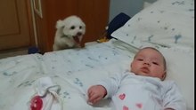 Puppy