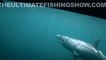 Giant shark attacks swordfish