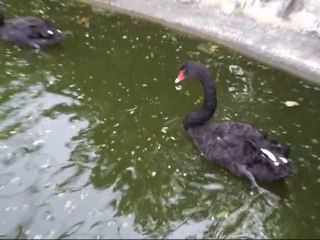 Black duck in water cute birds