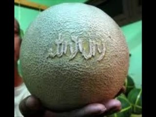 Allah written on Pumpkins {Miracles Museum}