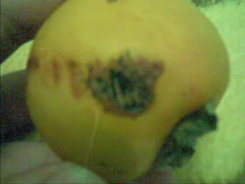 Allah written on Seeds {Miracles Museum}