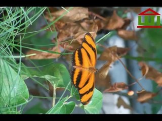 Allah written on Tiger Butterfly {Miracles Museum}