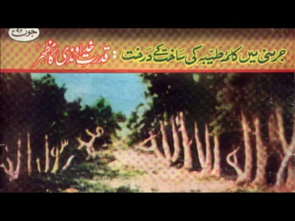 Allah written on Tree Boles (la ilahe illallah muhammeden resulullah) {Miracles Museum}