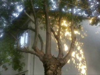 Allah written on Tree in Army {Miracles Museum}