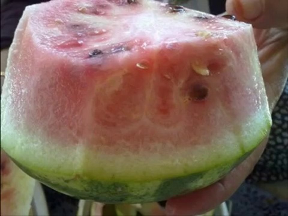 Allah written on Watermelons  {Miracles Museum}