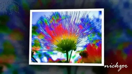 Burcu Güneş - Zorba Aşk