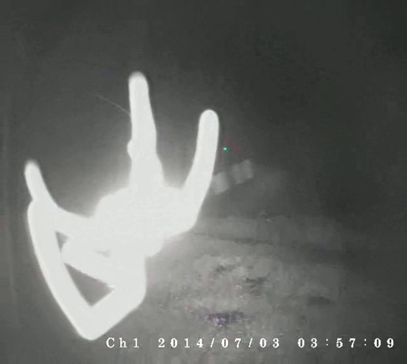 araignée