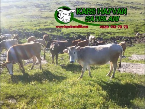 Kars Besicilik Yaylımdaki Düvelerimiz Kenan BEKİRHAN 0539 613 73 73