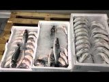 Napoli - Sequestrate 4 tonnellate di pesce importato illegalmente dalla Grecia -live (04.07.14)