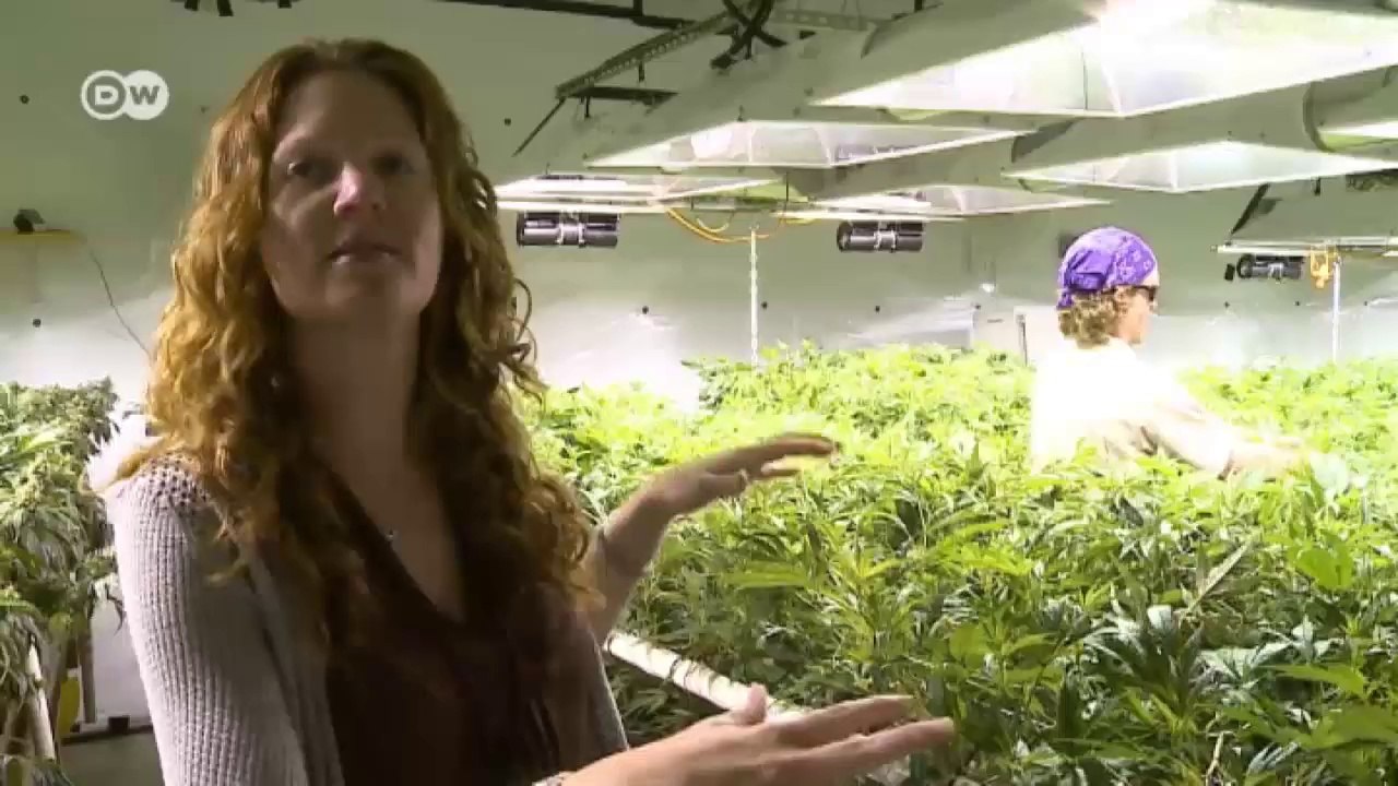 Marihuana in den USA – Knast oder Kasse | Journal