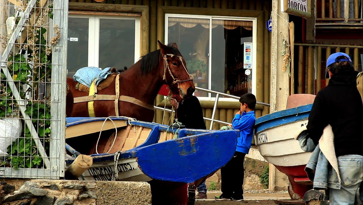 Caballitos de mar