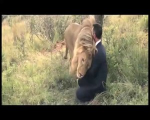 کیا آپ نے کبھی کھیلی ہے،شیروں کیساتھ فٹبال؟؟