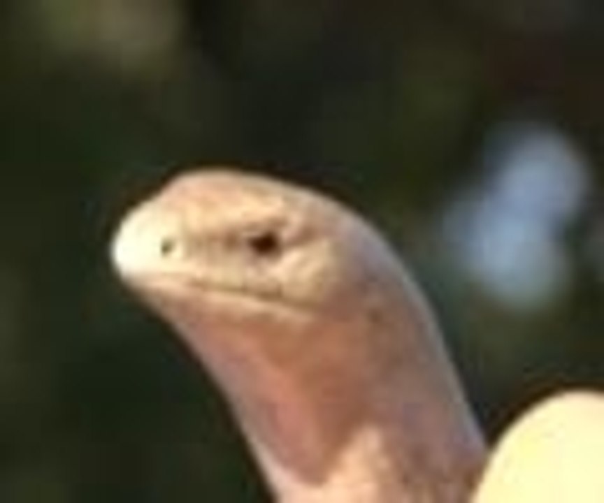 Yılan zannedilip öldürülüyor ama...