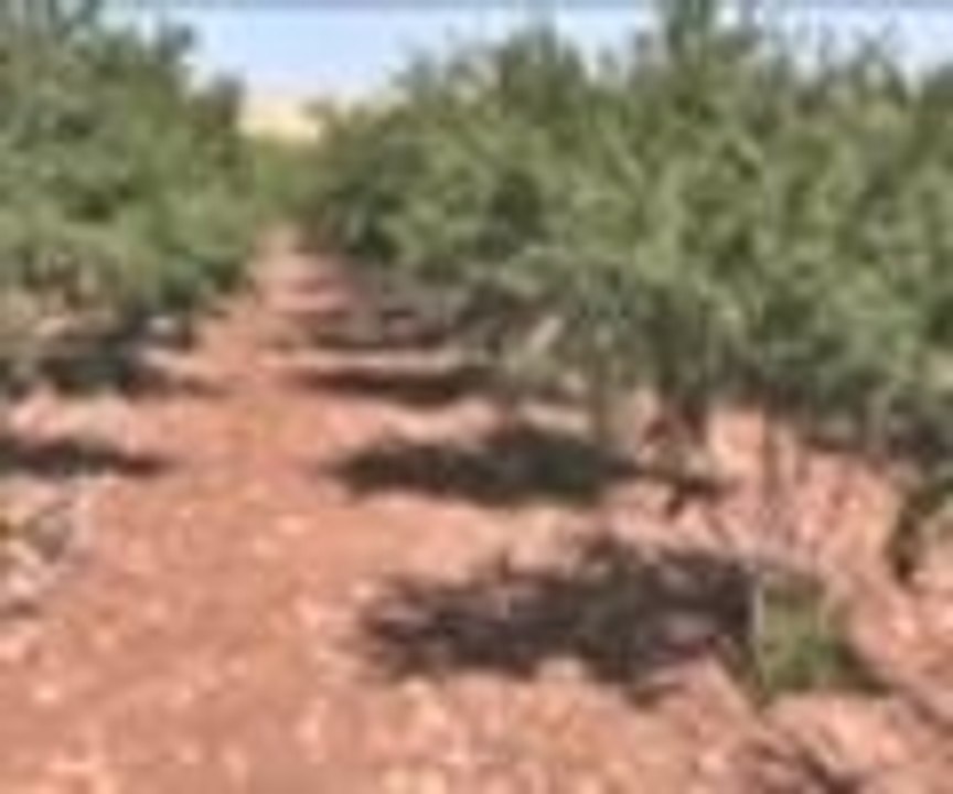 Güneş enerjisinden organik nar üretti