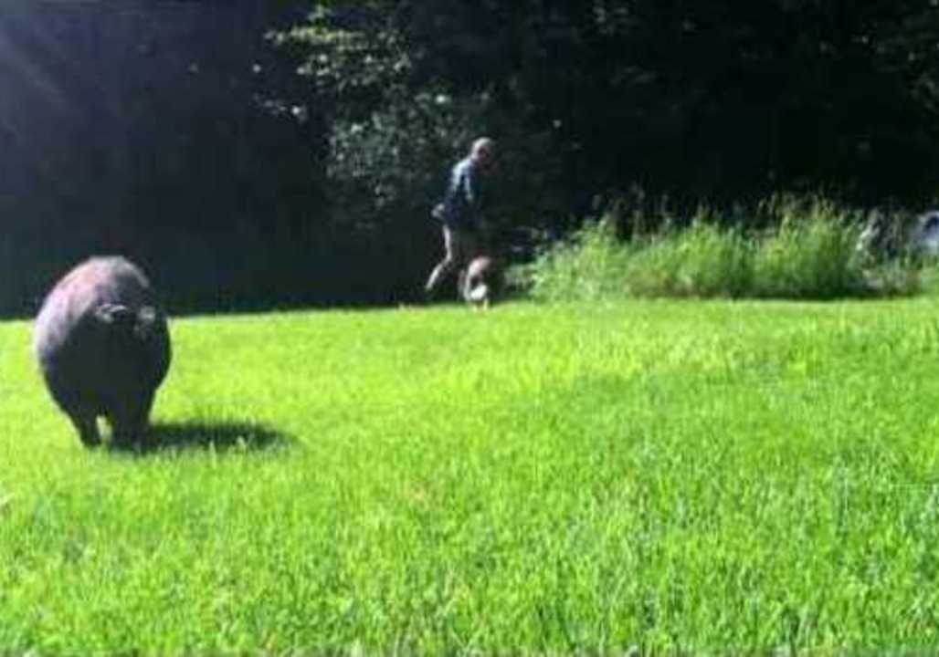 Pigs at Viral Farm Get Much-Needed Exercise