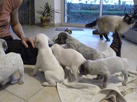 Chiots Braque du Bourbonnais du Fief D'Epsom