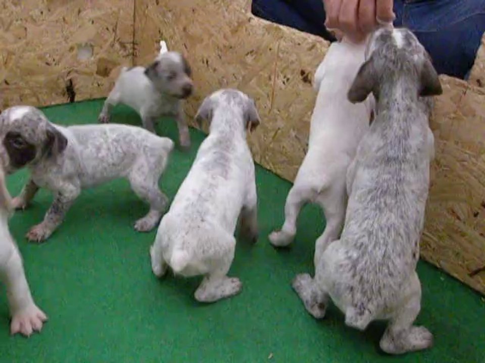 Chiots Braque du Bourbonnais du Fief D'Epsom