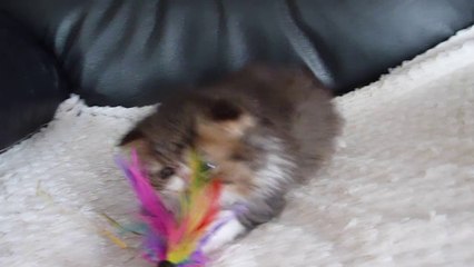 jadore de la vallee rose