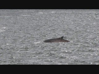 Quebec Baleines Tadoussac