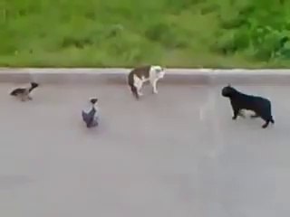 Cat Vs Cat Plus Crows, Unbelievable Fight
