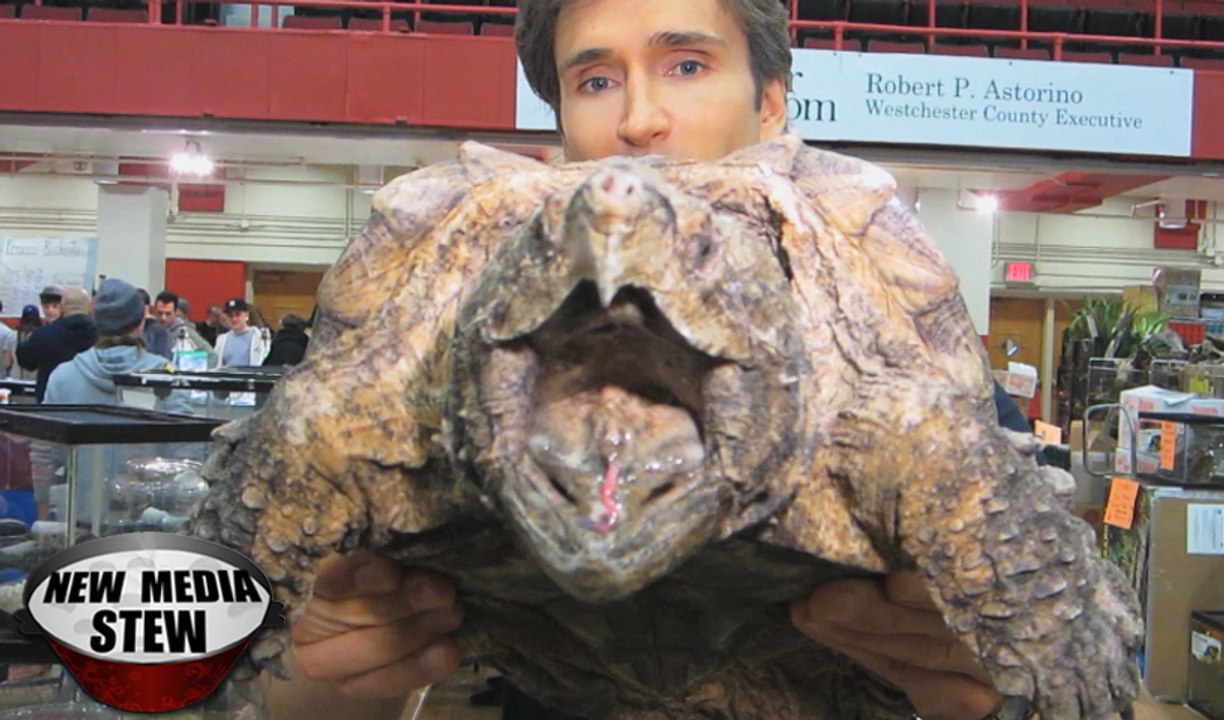 REPTILE EXPO with SnakeBytesTV: Lizards, Snakes & Turtles Crawl All Over My Body