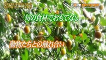 めちゃイケ 郷に入っては郷に従え 岡村44歳の誕生日 南の孤島でサバイバル 全裸仙人と遭遇 SMAP参戦 新生めちゃギントン ザキヤマ 14.07.05 7月5日