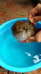 Amazing Fish, Amazing Creature of ALLAH