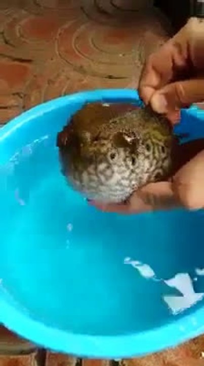 Amazing Fish, Amazing Creature of ALLAH