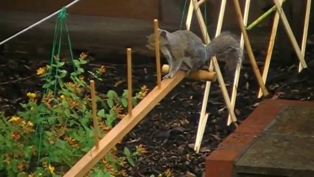 Parcours d'obstacles pour écureuils dans un jardin!