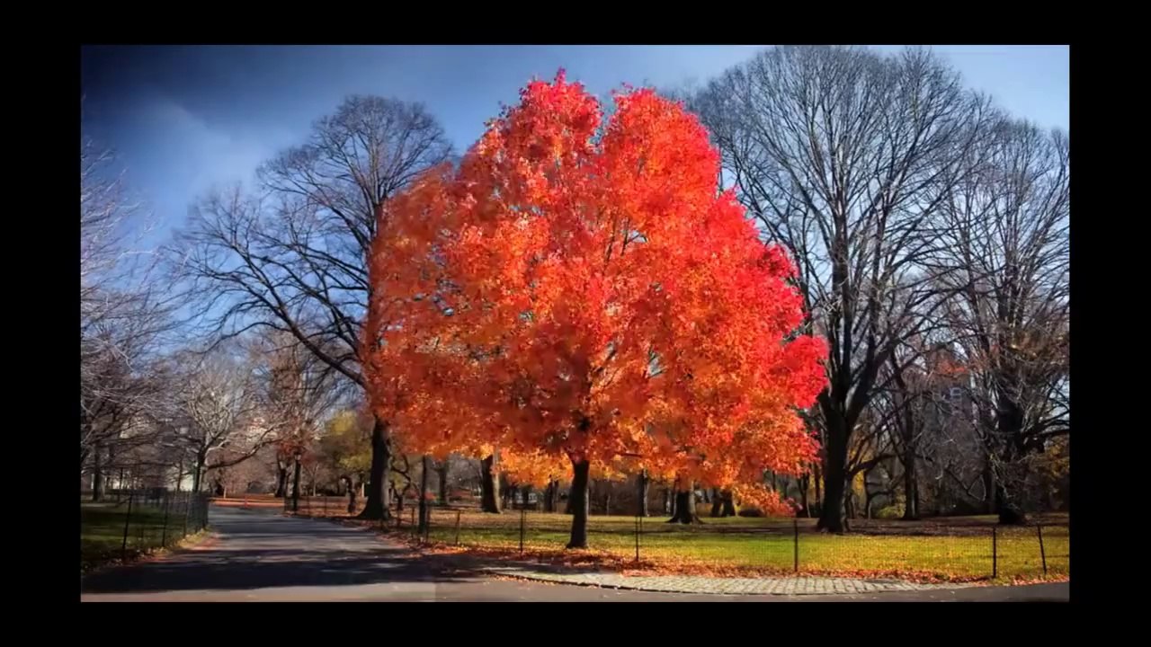GIAN FRANCO PAGLIARO ... HISTORIA DE UN AMOR ... LAURA FRASER .. DE MARCOS AIASSA