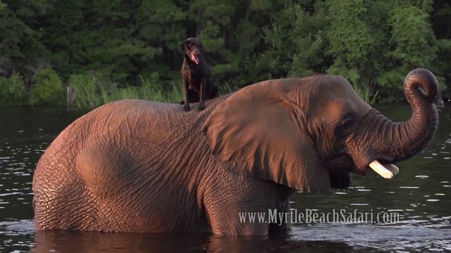 Un éléphant et un chien meilleurs amis jouent dans l'eau! Magique...