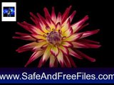 Download Beautiful Spring Flowers in Bloom Screensaver 1.0 Activation Key Generator Free