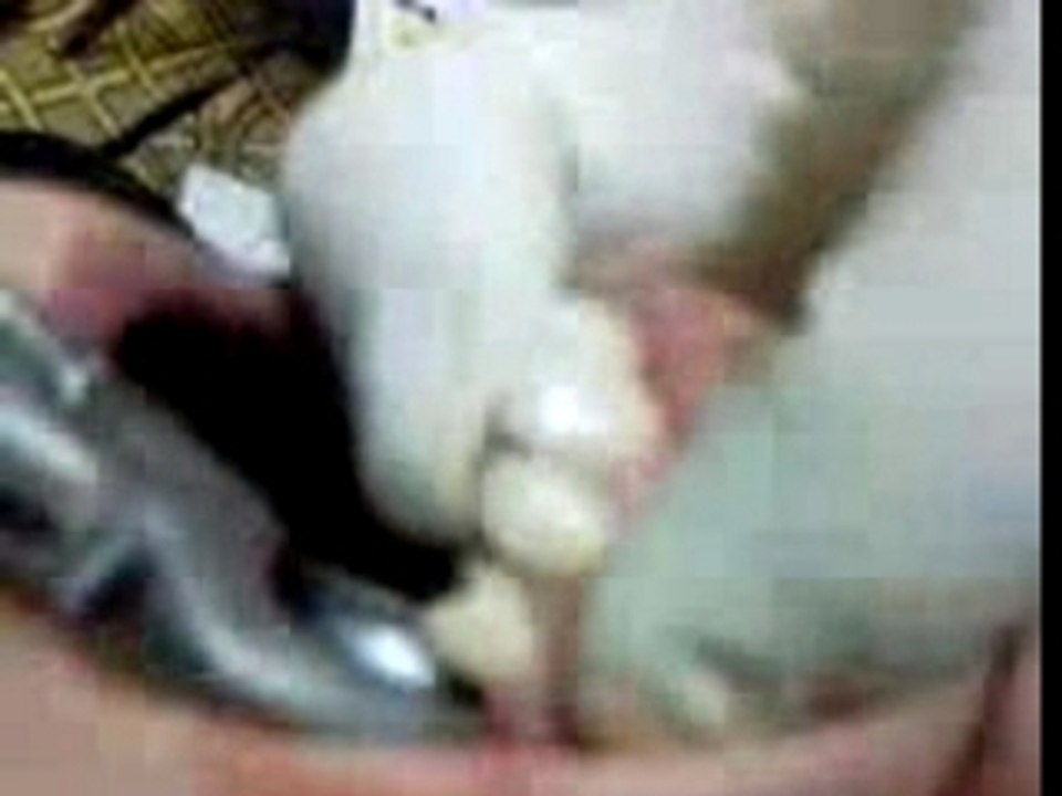 Arrachage de dents dentiste algerien