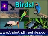 Download Bird Screensaver Vol. 2 5.0.14 Activation Number Generator Free