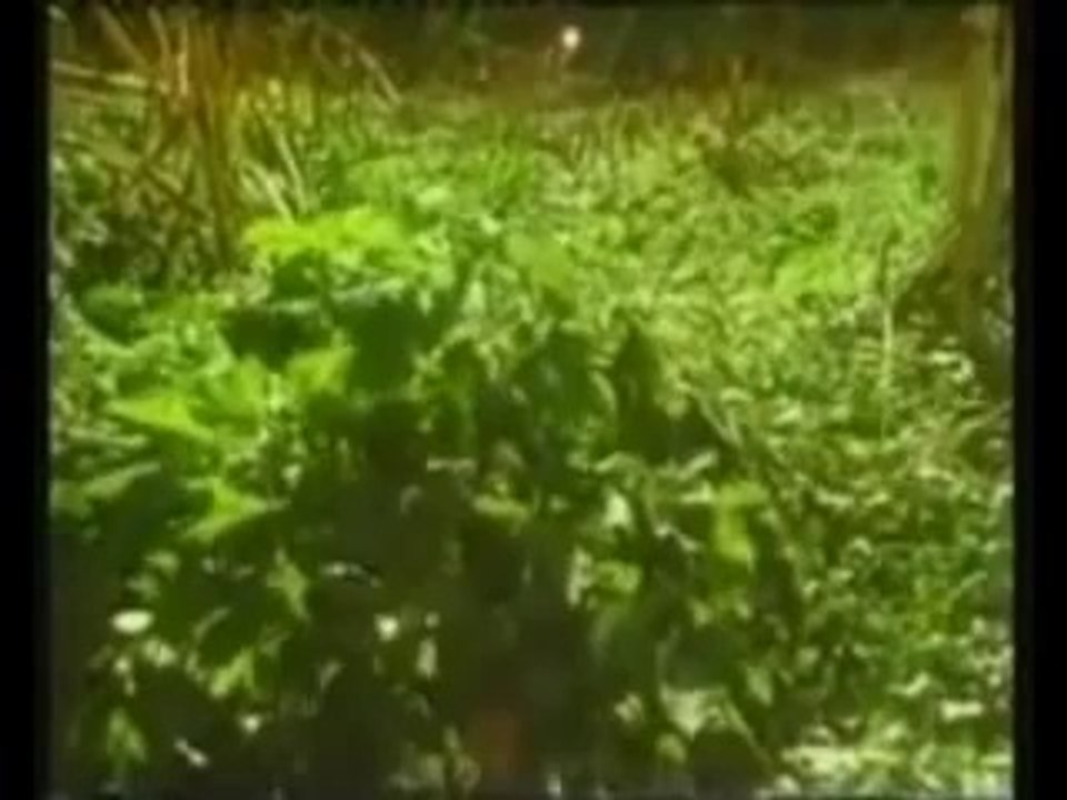 Ben Bir Yakup idim - Ender DOĞAN