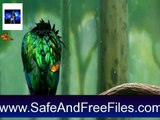 Download Desktop Birds Screensaver 1.0 Activation Key Generator Free