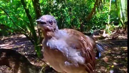 Esse passarinho engoliu um rádio  de ondas curtas