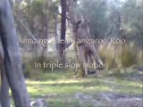 AMAZING ESCAPE - RARE FOOTAGE - Cleveland Kangaroo kidnap victim - mucho funny