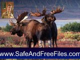 Download Alaska's Majestic Wildlife 1.3 Activation Code Generator Free