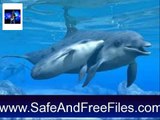 Download Dolphins Underwater Animated Screensaver 6 Activation Key Generator Free