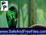 Download Desktop Birds Screensaver 1.0 Product Code Generator Free