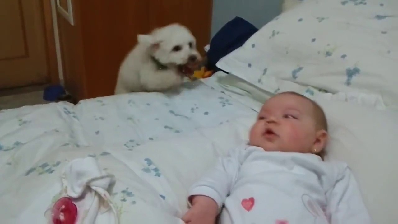 Cet adorable chiot a très envie de voir le bébé de la famille !