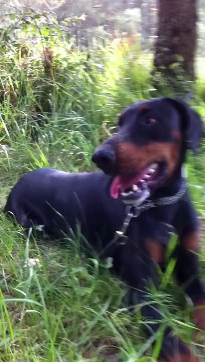 ELIOTT ET ROMEO  NOS AMOURS DE DOBY