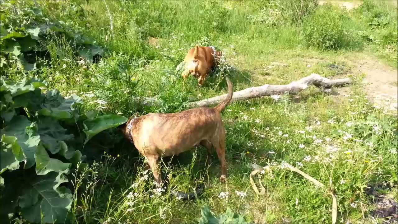 Собачьи прогулки