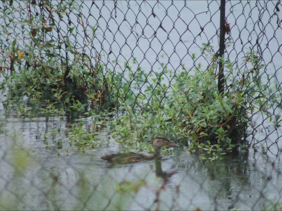 Marais du Lac de grand lieu 06-07-2014