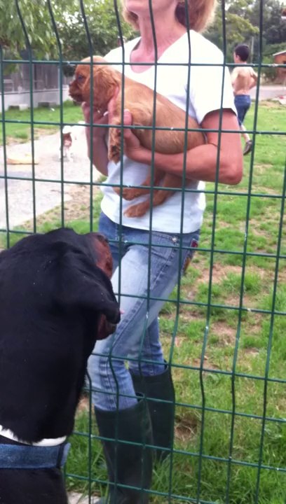 DRAGO ET LES TOUTOUS