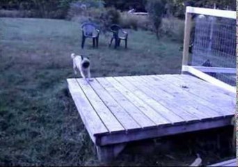 Goat Shows Pug Who's Boss